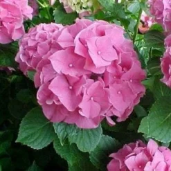 Hortensia Roze (Hydrangea 'Forever&Ever' Pink) 13 Hortensia Roze (Hydrangea 'Forever&Ever' Pink) -Aanbiedingen Bloem Land Winkel 20130214125745 1