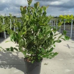 Stermagnolia (Magnolia Stellata) -Aanbiedingen Bloem Land Winkel 20130214142333 13