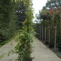 Blauwe Regen (Wisteria Sinensis) -Aanbiedingen Bloem Land Winkel 20130215105427 13