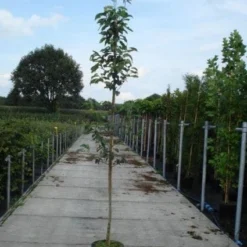 Krentenboom (Amelanchier Arborea 'Robin Hill') -Aanbiedingen Bloem Land Winkel 20130215113904 10