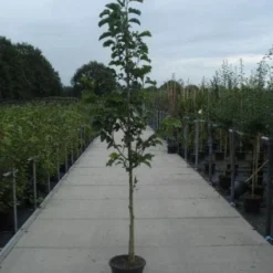 Beverboom (Magnolia Kobus) -Aanbiedingen Bloem Land Winkel 20130215115339 7