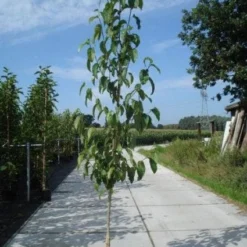 Beverboom (Magnolia Kobus) -Aanbiedingen Bloem Land Winkel 20130215115408 19