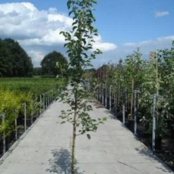 Chinese Sierpeer (Pyrus Calleryana 'Chanticleer') -Aanbiedingen Bloem Land Winkel 20130215115633 19