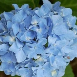 Hortensia Blauw (Hydrangea 'Forever&Ever')