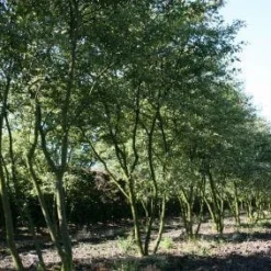 Krentenboom Als Struik (Amelanchier Lamarckii) -Aanbiedingen Bloem Land Winkel 20130315104532 13