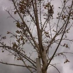 Roze Lagerstroemia Als Boom (Lagerstroemia Indica) -Aanbiedingen Bloem Land Winkel 20130522141211 8
