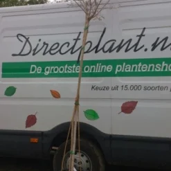 Roze Lagerstroemia Als Boom (Lagerstroemia Indica) -Aanbiedingen Bloem Land Winkel 20130522141225 8