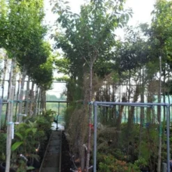 Japanse Sierkers (Prunus Serrulata 'Kanzan') 14 Japanse Sierkers (Prunus Serrulata 'Kanzan') -Aanbiedingen Bloem Land Winkel 20130703100803 16