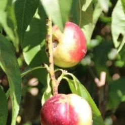 Nectarine (Prunus Persica Nucipersica) -Aanbiedingen Bloem Land Winkel 20130906151641 2