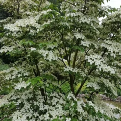 Kornoelje (Cornus Kousa 'China Girl') -Aanbiedingen Bloem Land Winkel 20160612 161527 resized