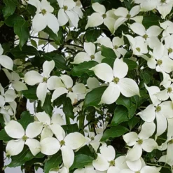 Kornoelje (Cornus Kousa 'China Girl') -Aanbiedingen Bloem Land Winkel 20160612 161716 resized