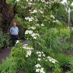 Kornoelje (Cornus Kousa 'China Girl') -Aanbiedingen Bloem Land Winkel 20160612 162702 resized