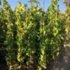 Druif (Vitis Vinifera 'Alphonse Lavalle') -Aanbiedingen Bloem Land Winkel 20180920 joha ord t2 335 1