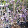 Blauwe Regen Als Leivorm (Wisteria Brachybotrys 'Yokohama Fuji') -Aanbiedingen Bloem Land Winkel 20190507 113255 resized