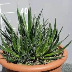 Winterharde Agave (Agave Shidigera) -Aanbiedingen Bloem Land Winkel 20190628 114021 resized