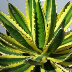 Winterharde Agave (Agave Lophanta 'Quadricolor')