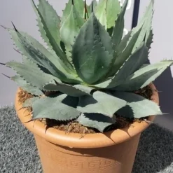 Winterharde Agave (Agave Ovalifolia) 9 Winterharde Agave (Agave Ovalifolia) -Aanbiedingen Bloem Land Winkel 20190628 114503 resized