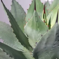 Winterharde Agave (Agave Ovalifolia) 8 Winterharde Agave (Agave Ovalifolia) -Aanbiedingen Bloem Land Winkel 20190628 114523 resized