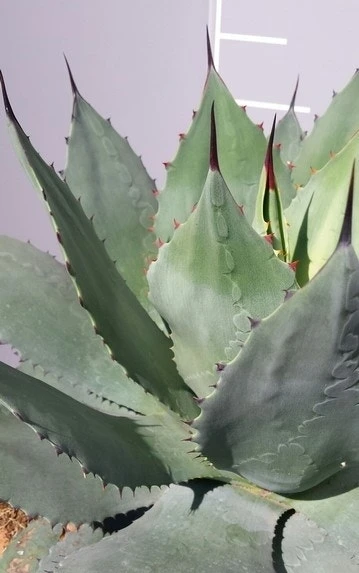 Winterharde Agave (Agave Ovalifolia) 5 Winterharde Agave (Agave Ovalifolia) - Afbeelding 3