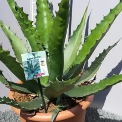 Winterharde Agave (Agave 'Gentryi Jaws') -Aanbiedingen Bloem Land Winkel 20190628 114610 resized