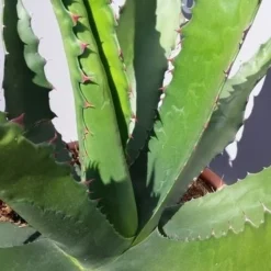 Winterharde Agave (Agave 'Gentryi Jaws') -Aanbiedingen Bloem Land Winkel 20190628 114632 resized