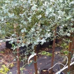 Eucalyptus Op Stam (Eucalyptus Gunnii) -Aanbiedingen Bloem Land Winkel 20190712 152539