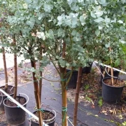 Eucalyptus Op Stam (Eucalyptus Gunnii) -Aanbiedingen Bloem Land Winkel 20190712 152604
