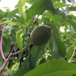 Amandelboom (Prunus Dulcis) 17 Amandelboom (Prunus Dulcis) -Aanbiedingen Bloem Land Winkel 20190712 153156 1