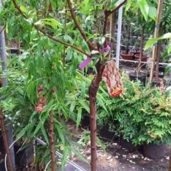 Amandelboom (Prunus Dulcis) 18 Amandelboom (Prunus Dulcis) -Aanbiedingen Bloem Land Winkel 20190712 153317 1