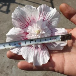 Altheastruik (Hibiscus Syriacus 'Starburst Chiffon') -Aanbiedingen Bloem Land Winkel 20190820 103412