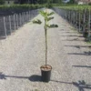 Vijg Op Stam (Ficus Carica 'Panache') -Aanbiedingen Bloem Land Winkel 20200928110358396762