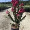 Lagerstroemia (Lagerstroemia 'Pink Velour') 2 Lagerstroemia (Lagerstroemia 'Pink Velour') -Aanbiedingen Bloem Land Winkel 20200930165148218385