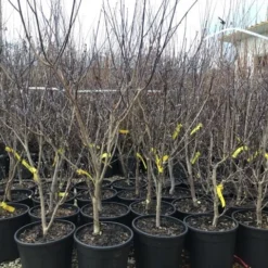 Kornoelje (Cornus Florida 'Rainbow') 7 Kornoelje (Cornus Florida 'Rainbow') -Aanbiedingen Bloem Land Winkel 20201228 joha pre t16 69676