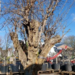 Granaatappel Als Solitair (Punica Granatum) -Aanbiedingen Bloem Land Winkel 20220217 110658