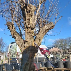 Granaatappel Als Solitair (Punica Granatum) -Aanbiedingen Bloem Land Winkel 20220217 110708