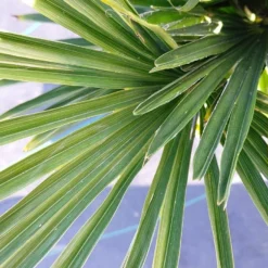 Winterharde Palm (Trachycarpus Wagnerianus) -Aanbiedingen Bloem Land Winkel 20220217 112257