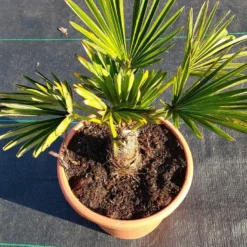 Winterharde Palm (Trachycarpus Wagnerianus) -Aanbiedingen Bloem Land Winkel 20220217 112423