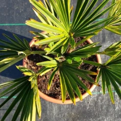 Winterharde Palm (Trachycarpus Wagnerianus) -Aanbiedingen Bloem Land Winkel 20220217 112447