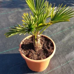 Winterharde Palm (Trachycarpus Wagnerianus) -Aanbiedingen Bloem Land Winkel 20220217 112456