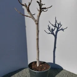 Vijg Op Stam (Ficus Carica) 21 Vijg Op Stam (Ficus Carica) -Aanbiedingen Bloem Land Winkel 20220223 125904 1