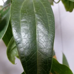 Groenblijvende Clematis (Clematis Armandii 'Hendersonii Rubra') 7 Groenblijvende Clematis (Clematis Armandii 'Hendersonii Rubra') -Aanbiedingen Bloem Land Winkel 20220613 162250