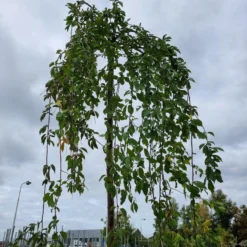 Treursierkers (Prunus Subhirtella 'Pendula Rosea') -Aanbiedingen Bloem Land Winkel 20221003 124006