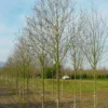 Beverboom (Magnolia Cylindrica) -Aanbiedingen Bloem Land Winkel 208magnoliacilindricaho 2