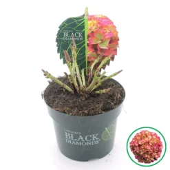 Hortensia (Hydrangea Black Diamonds Red Angel) -Aanbiedingen Bloem Land Winkel 2 4