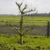 Wilde Perenboom (Pyrus Communis) -Aanbiedingen Bloem Land Winkel 317pyruscommunis 5