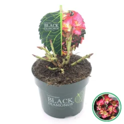 Hortensia (Hydrangea Black Diamonds Dark Angel) -Aanbiedingen Bloem Land Winkel 3 4