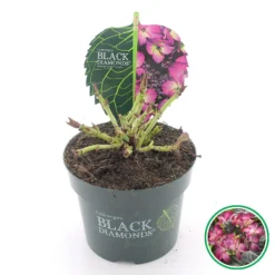 Hortensia (Hydrangea Black Diamonds Dark Angel Purple) -Aanbiedingen Bloem Land Winkel 4 4