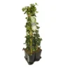 Hedera-Clematis Mix Haag (Forever Friends) -Aanbiedingen Bloem Land Winkel 895802 mix hedera forever fr. pbr 1 meter privacy 1