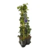 Hedera-Clematis Mix Haag (Jackmanii) -Aanbiedingen Bloem Land Winkel 897380 mix hedera jackmanii 1 meter privacy 1