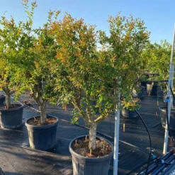 Granaatappel Als Solitair (Punica Granatum) -Aanbiedingen Bloem Land Winkel 9f2e2d79 4476 41bd a214 0070b1656e3a